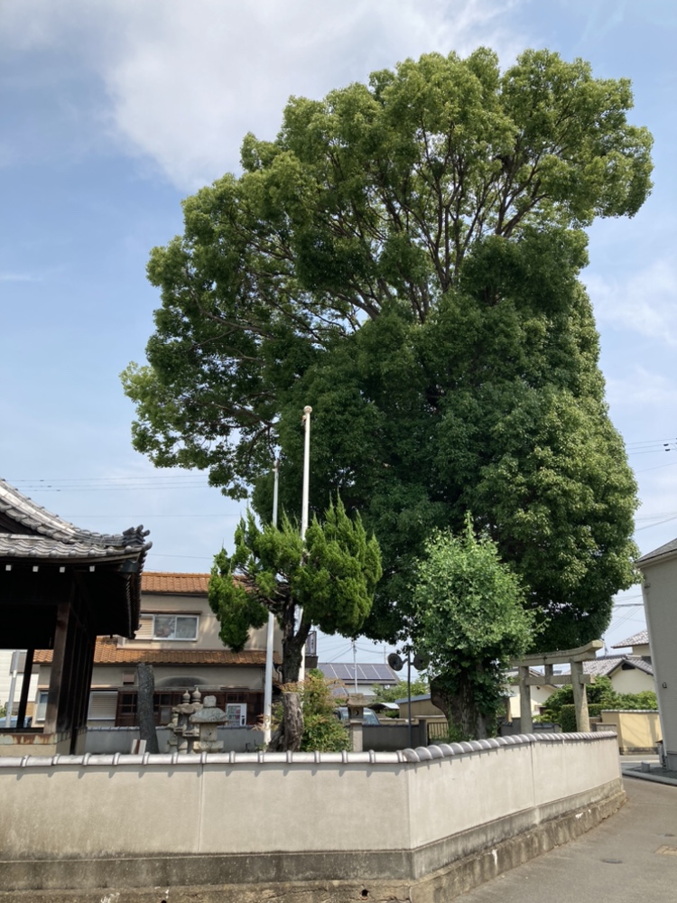 北野の大楠