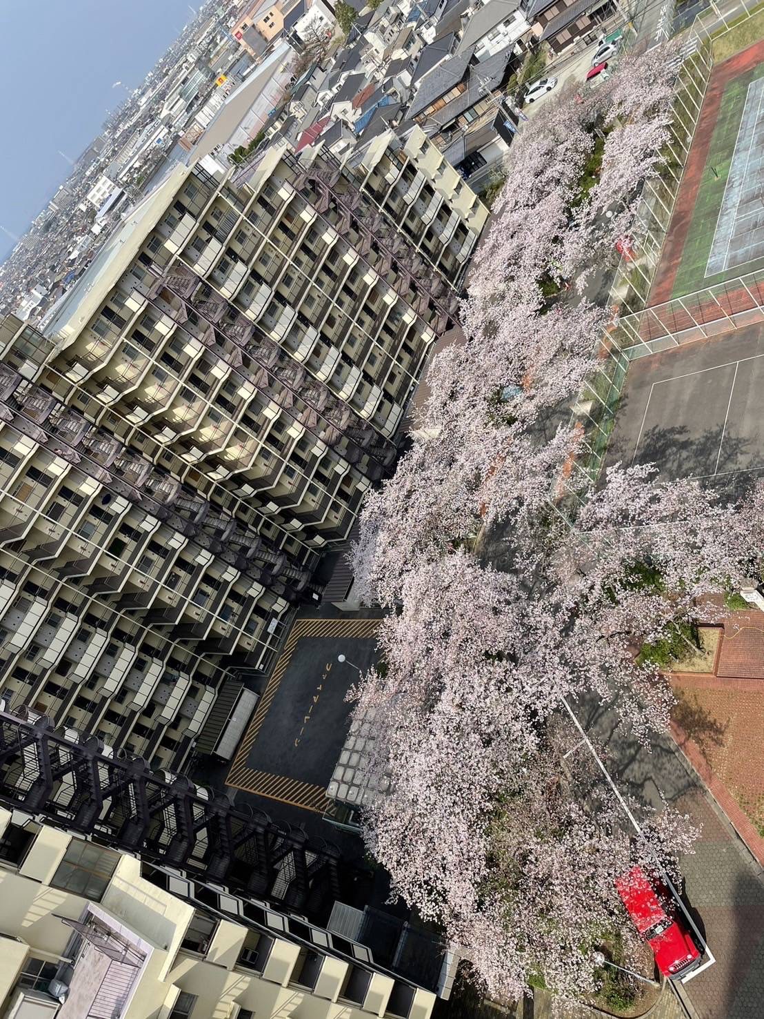 東加古川ハイタウンの桜並木